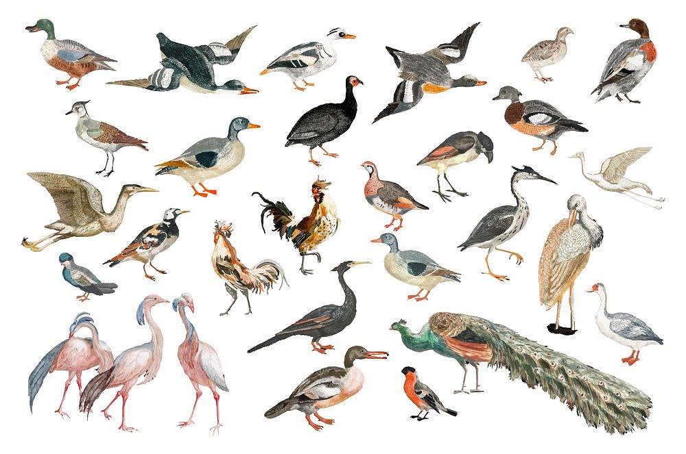 Vintage illustration of a various species of birds