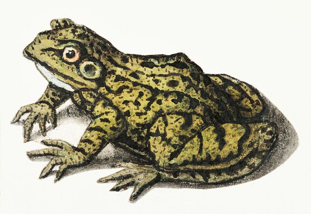 Frog by anonymous (1560&ndash;1585). Original from The Rijksmuseum. Digitally enhanced by rawpixel.