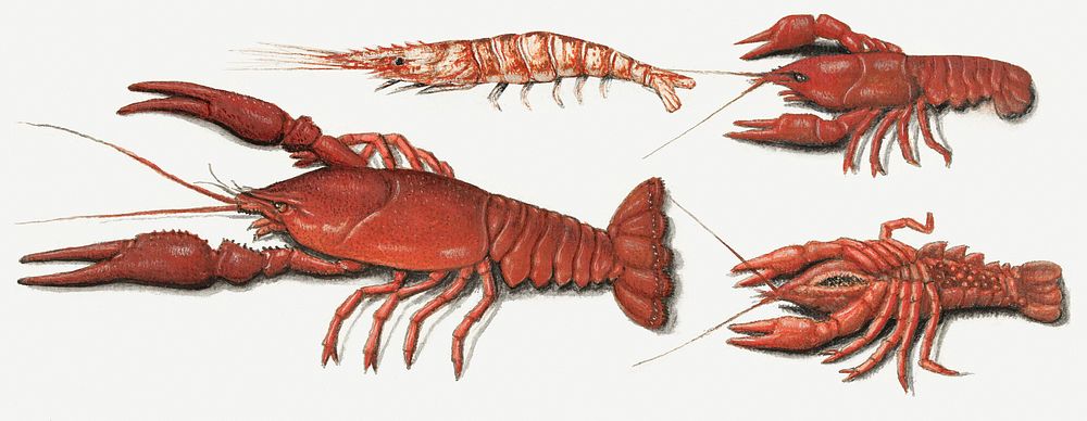 Langoustine, two crayfish and shrimp (1560&ndash;1585) by anonymous. Original from The Rijksmuseum. Digitally enhanced by…