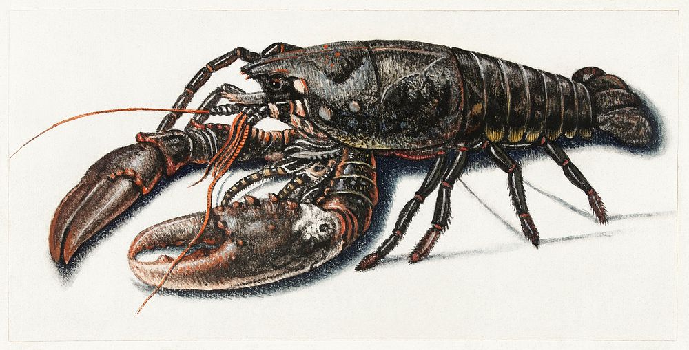 Lobster by anonymous (1560&ndash;1585). Original from The Rijksmuseum. Digitally enhanced by rawpixel.