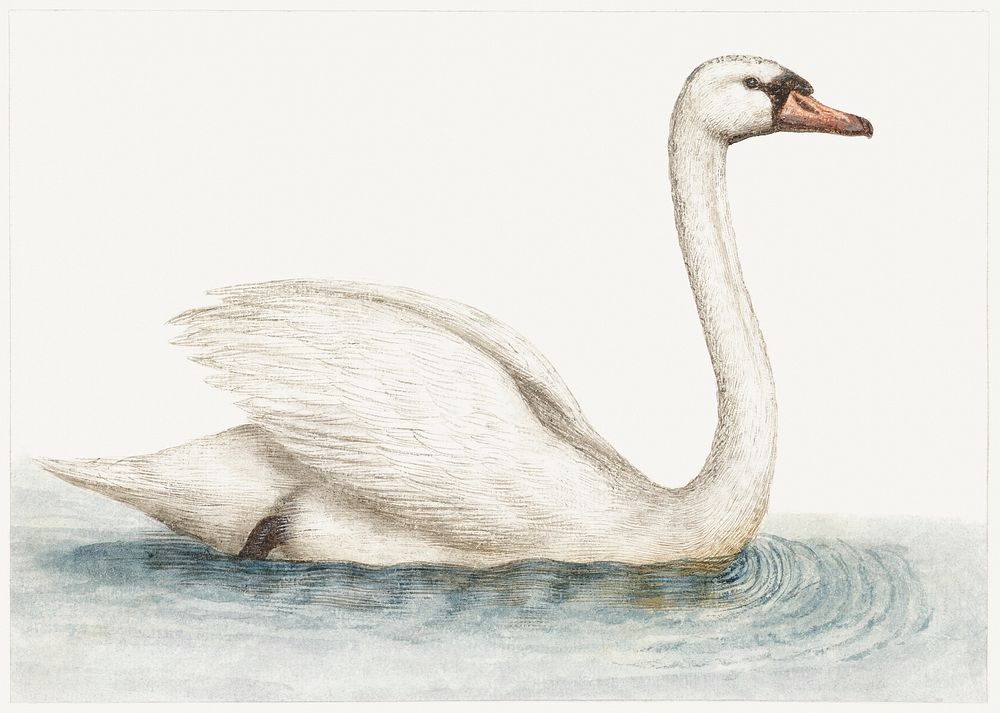 Swan (1560&ndash;1585) by anonymous. Original from The Rijksmuseum. Digitally enhanced by rawpixel.