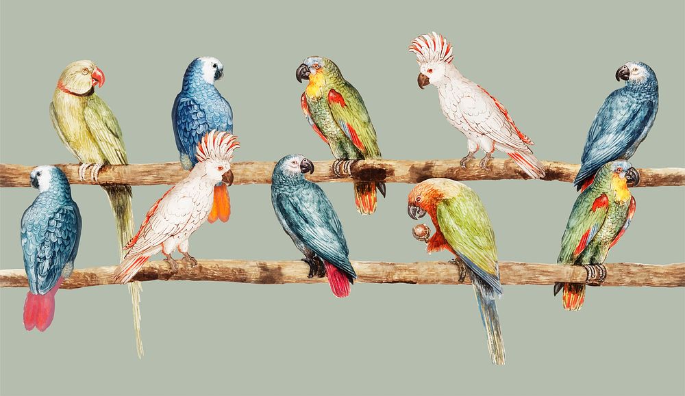 Vintage parrot variety perched on the branch illustration