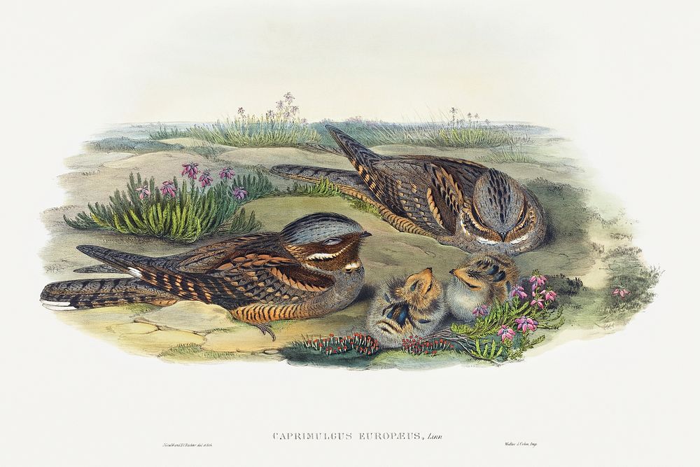 Caprimulgus europaeus; Nightjar (1804&ndash;1902) print in high resolution by John Gould and Henry Constantine Richter.…