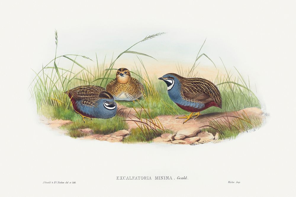 Excalftoria minima (Blue-breasted Quail) (1804&ndash;1902) print in high resolution by John Gould and Henry Constantine…