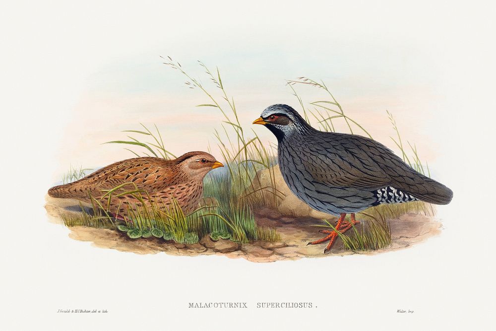 Malacoturnix superciliosus; Mountain Quail (1804&ndash;1902) print in high resolution by John Gould and Henry Constantine…