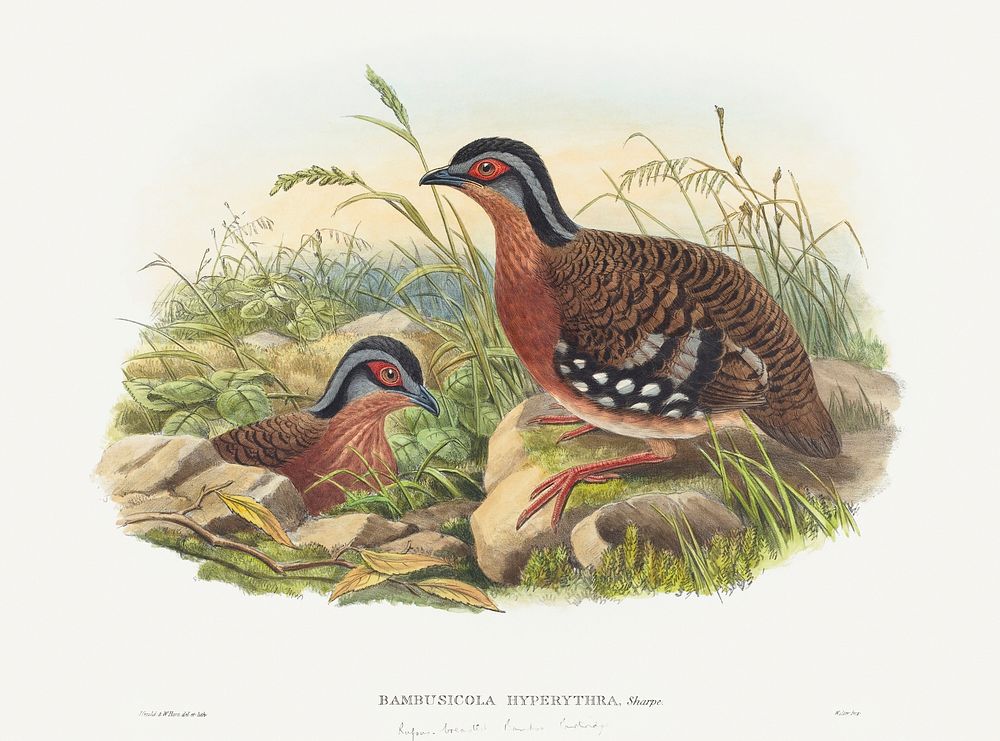 Rufous-breasted Bamboo Partridge; Bambusicola Hyperythra (1804&ndash;1908) print in high resolution by John Gould and…