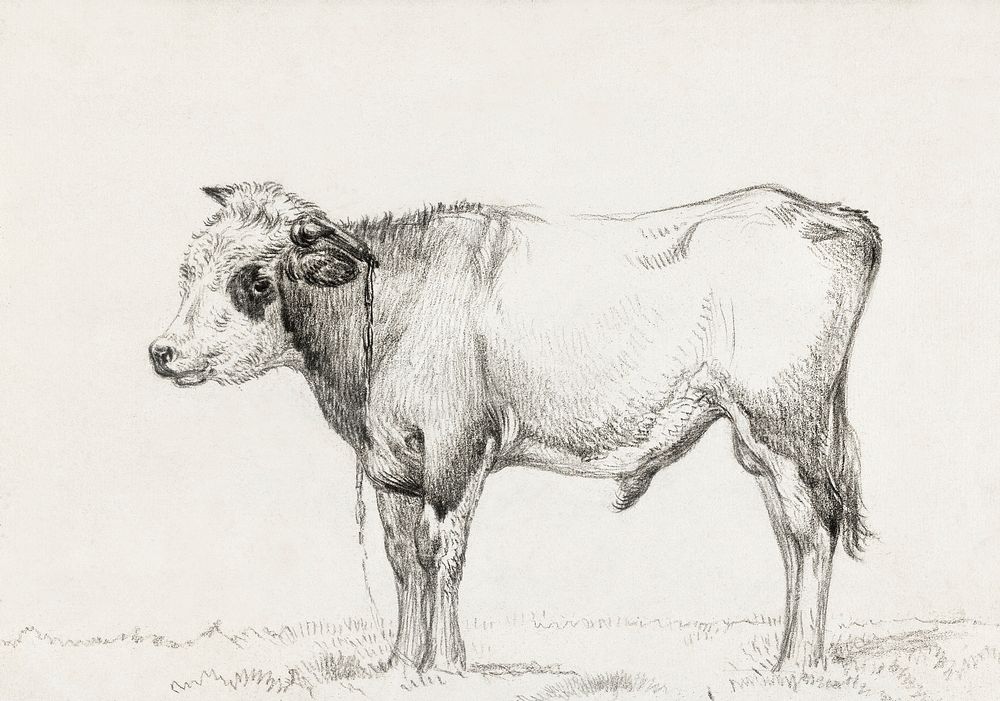 Standing young bull by Jean Bernard (1775-1883). Original from The Rijksmuseum. Digitally enhanced by rawpixel.