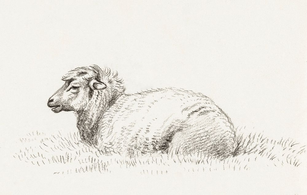 Lying sheep (1816) by Jean Bernard (1775-1883). Original from The Rijksmuseum. Digitally enhanced by rawpixel.