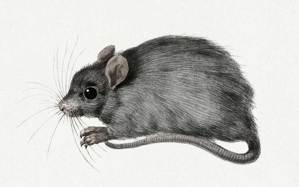 Mouse by Jean Bernard (1775-1883). Original from The Rijksmuseum. Digitally enhanced by rawpixel.