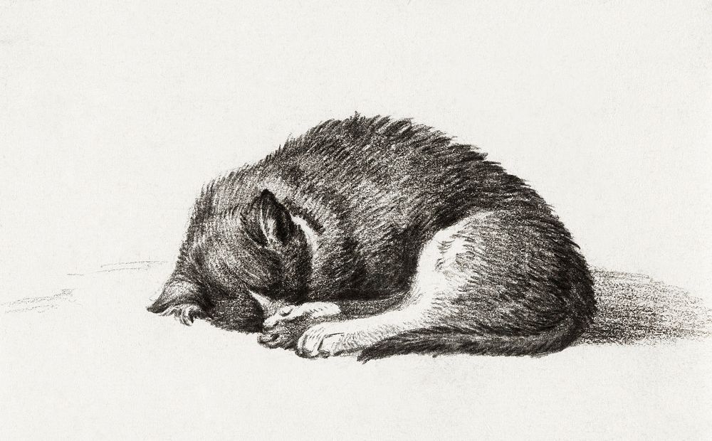 Rolled up lying sleeping cat by Jean Bernard (1775-1883). Original from The Rijksmuseum. Digitally enhanced by rawpixel.