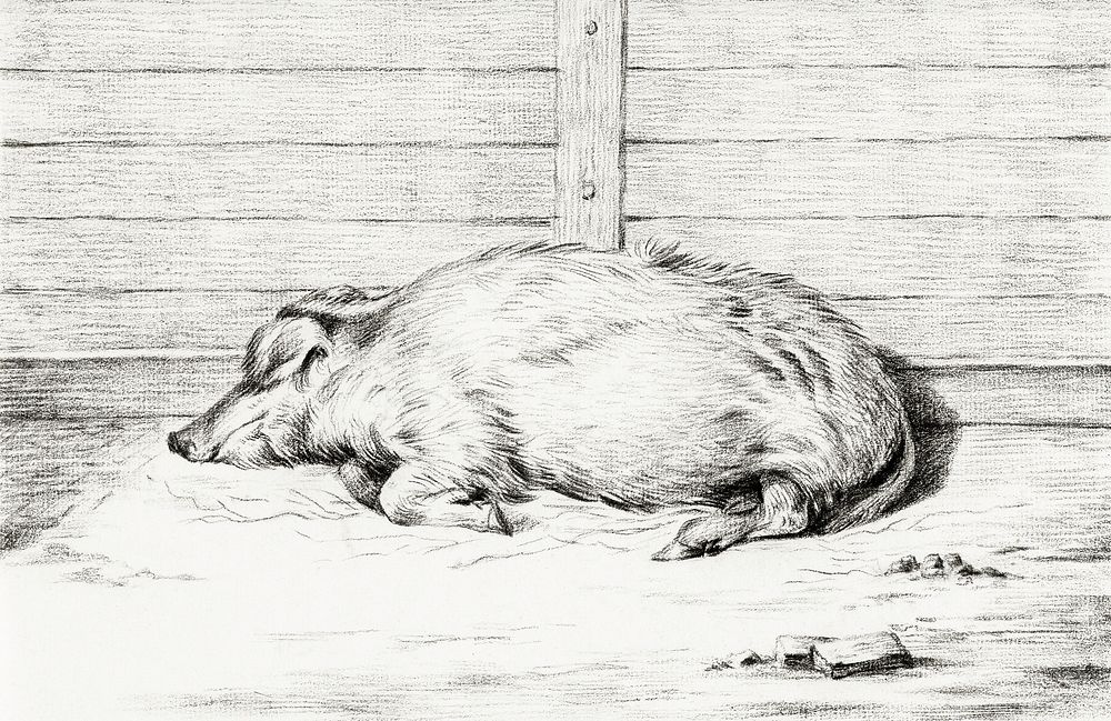 Lying pig (1812) by Jean Bernard (1775-1883). Original from The Rijksmuseum. Digitally enhanced by rawpixel.