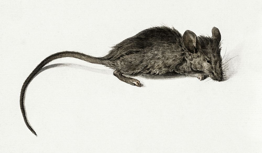 Mouse by Jean Bernard (1775-1883). Original from The Rijksmuseum. Digitally enhanced by rawpixel.