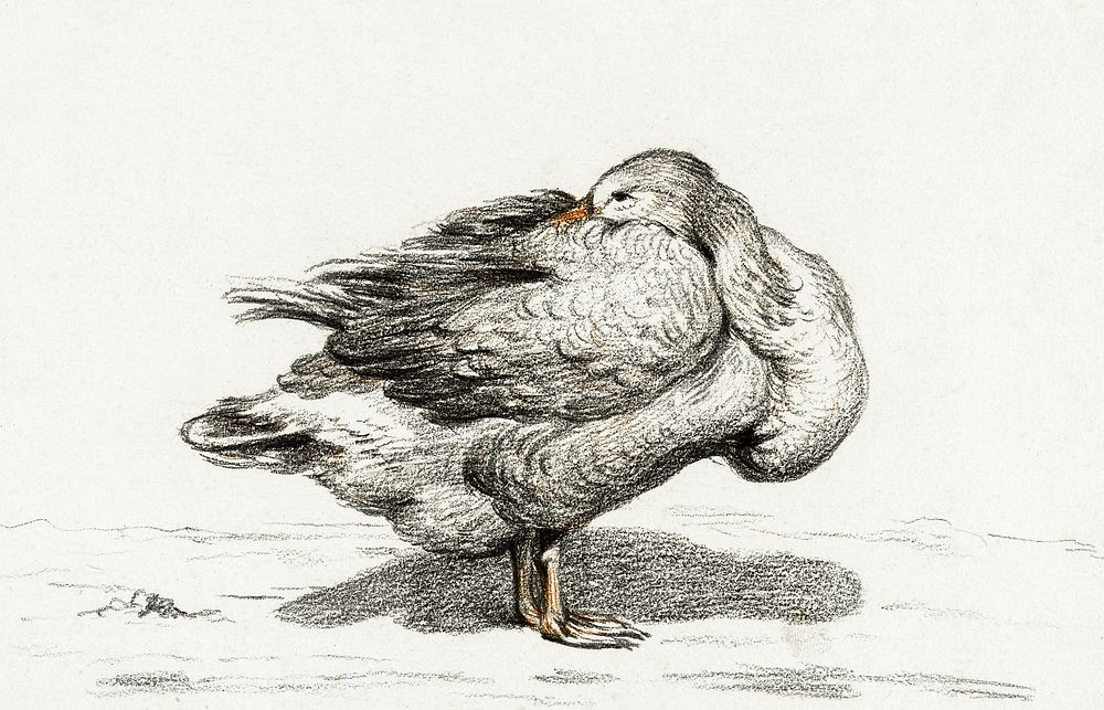 Goose (1816) by Jean Bernard (1775-1883). Original from The Rijksmuseum. Digitally enhanced by rawpixel.