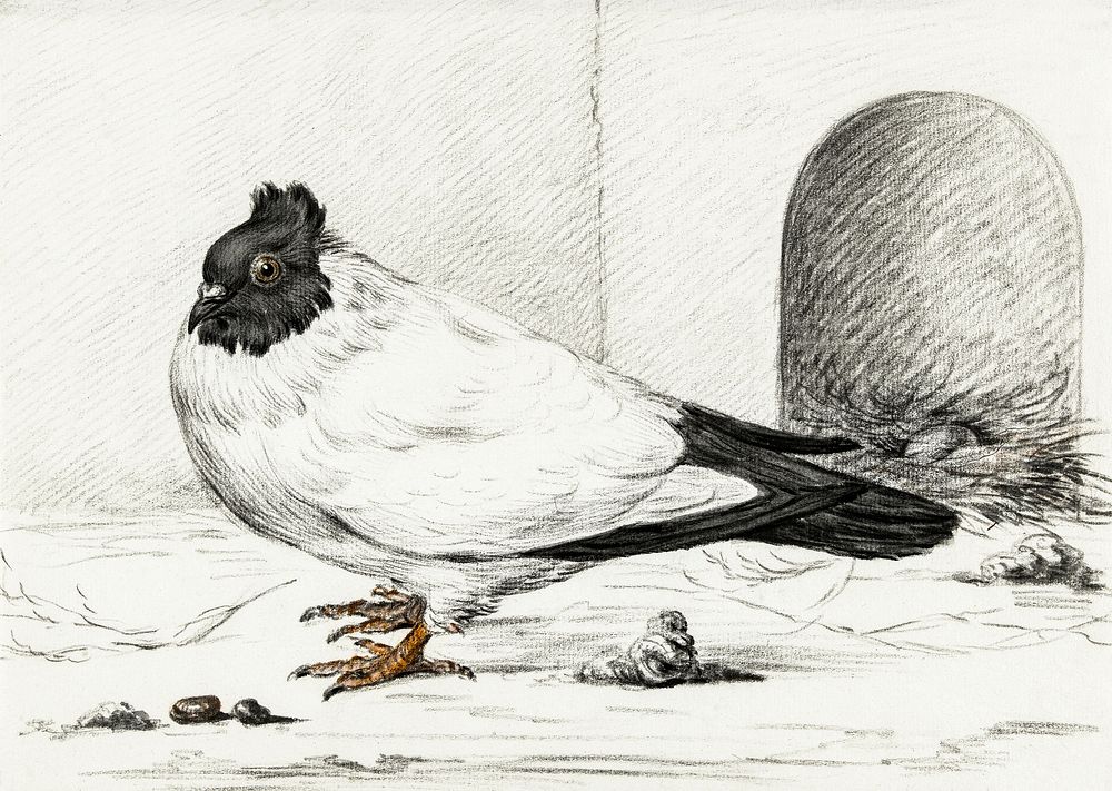 Pigeon and a nest with an egg (1801) by Jean Bernard (1775-1883). Original from The Rijksmuseum. Digitally enhanced by…