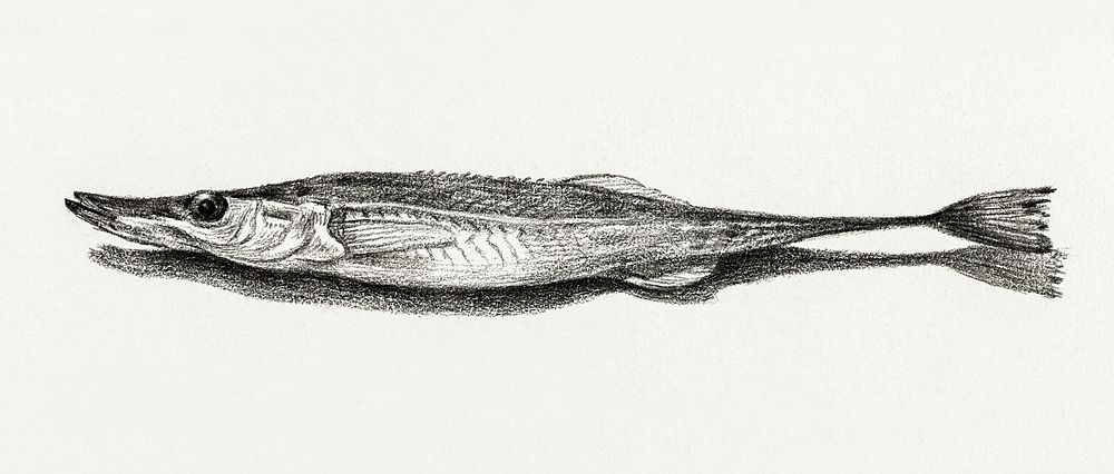 Fish (1819) by Jean Bernard (1775-1883). Original from The Rijksmuseum. Digitally enhanced by rawpixel.