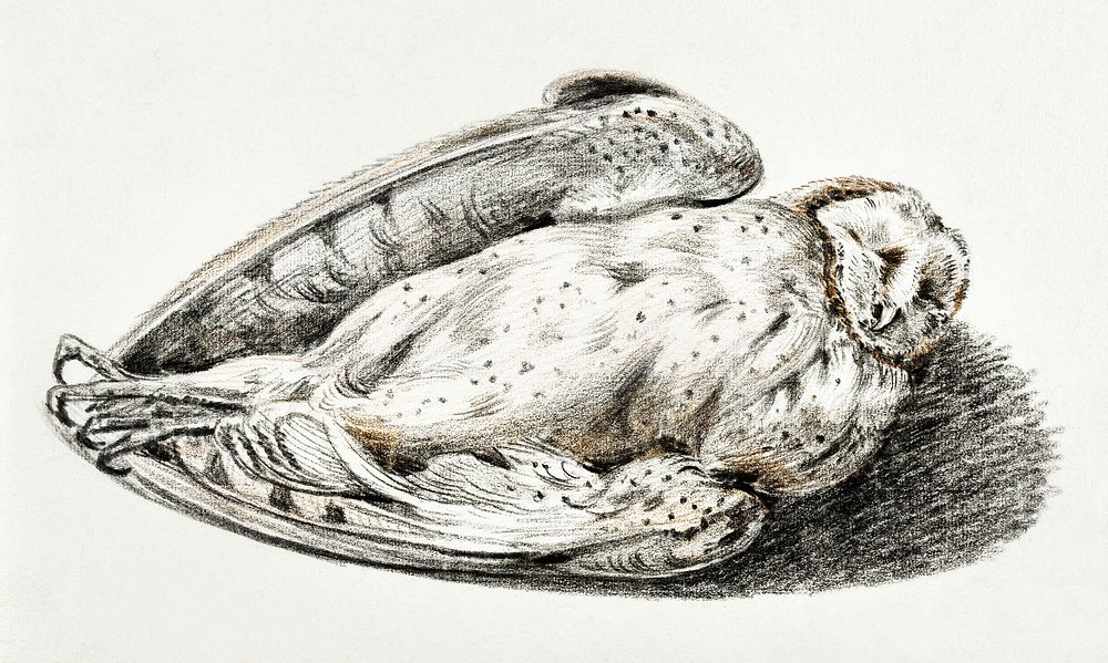 Dead owl by Jean Bernard (1775-1883). Original from The Rijksmuseum. Digitally enhanced by rawpixel.