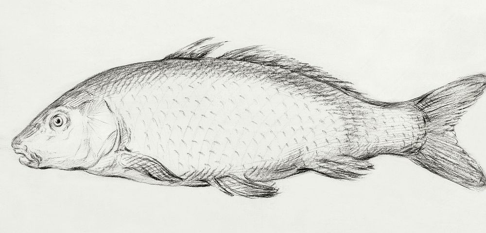 Fish (1795) by Jean Bernard (1775-1883). Original from The Rijksmuseum. Digitally enhanced by rawpixel.