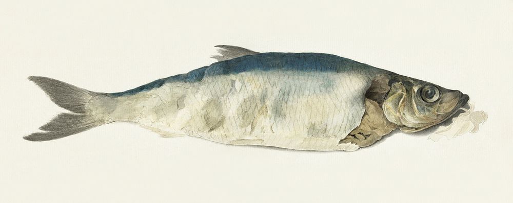 Fish, partly perished (1833) by Jean Bernard (1775-1883). Original from The Rijksmuseum. Digitally enhanced by rawpixel.