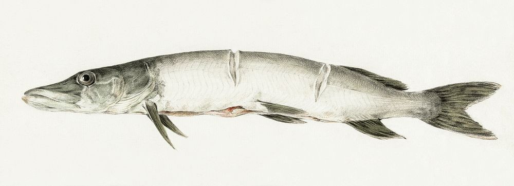 Pike, with two notches by Jean Bernard (1775-1883). Original from The Rijksmuseum. Digitally enhanced by rawpixel.