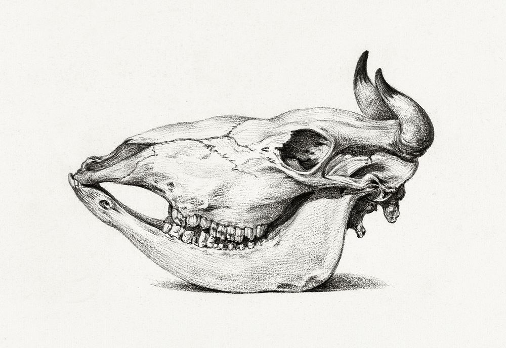 Skull of a cow (1816) by Jean Bernard (1775-1883). Original from The Rijksmuseum. Digitally enhanced by rawpixel.