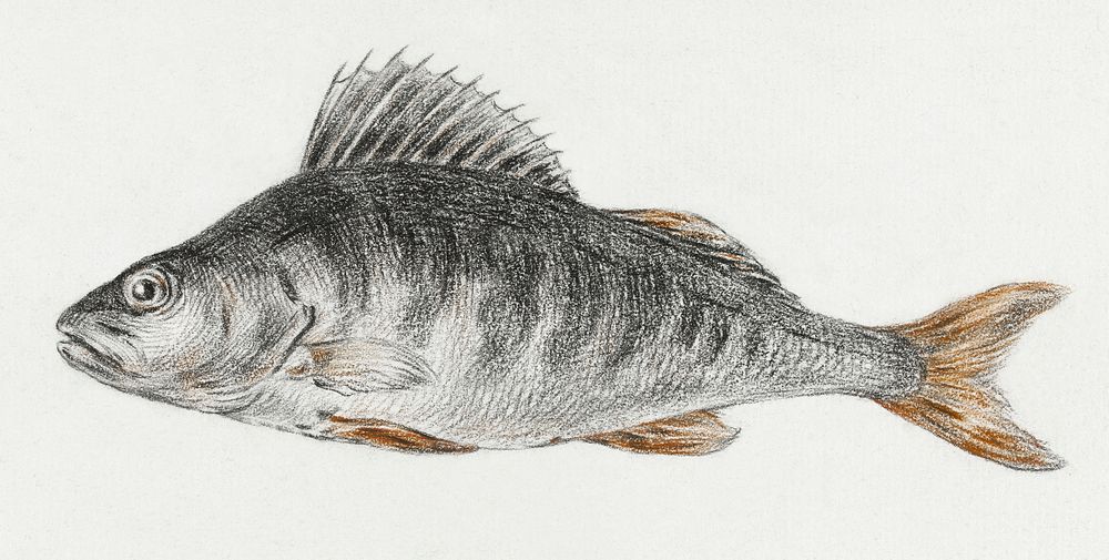 Fish by Jean Bernard (1775-1883). Original from The Rijksmuseum. Digitally enhanced by rawpixel.