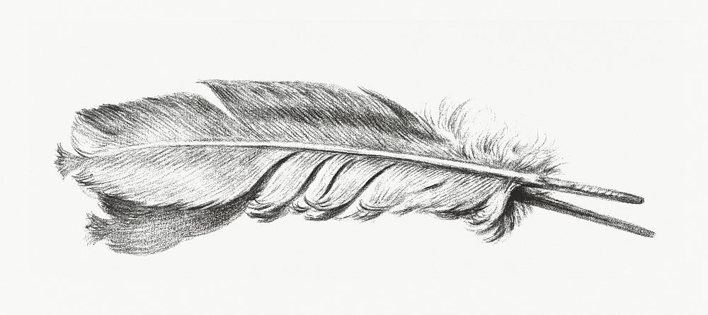 Feather vintage illustration