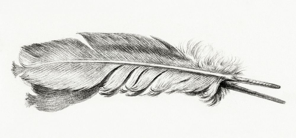 Feather by Jean Bernard (1775-1883). Original from The Rijksmuseum. Digitally enhanced by rawpixel.