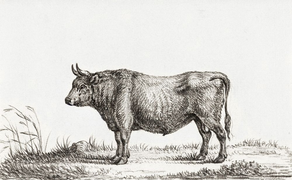 Standing bull by Jean Bernard (1775-1883). Original from the Rijks Museum. Digitally enhanced by rawpixel.