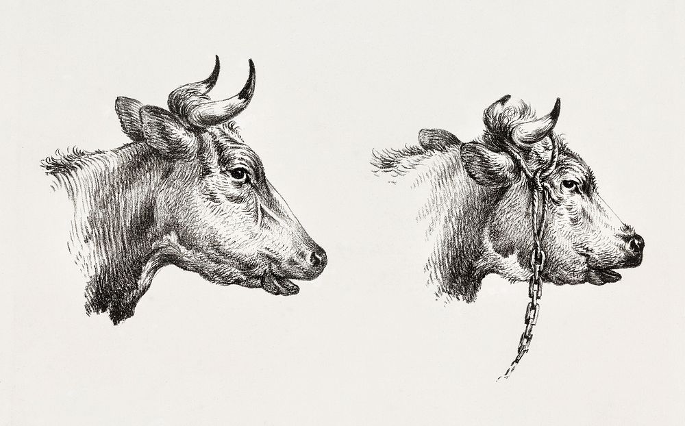 Two bull heads (1809 - 1833) by Jean Bernard (1775-1883). Original from The Rijksmuseum. Digitally enhanced by rawpixel.
