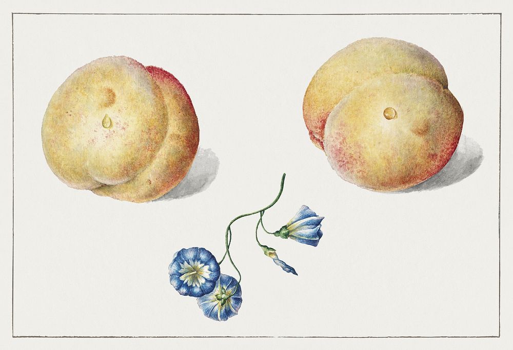 Twee perzikken en een bloem by Georgius Jacobus Johannes van Os (1782&ndash;1861). Original from The Rijksmuseum. Digitally…