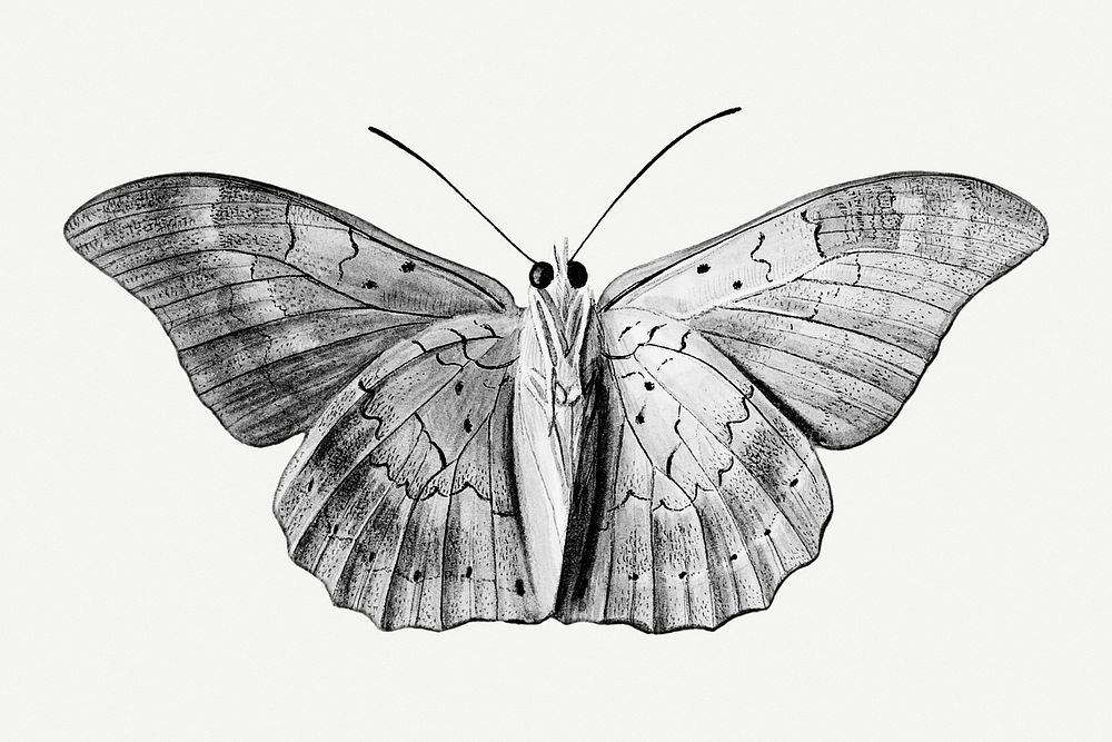 Monotone butterfly design element