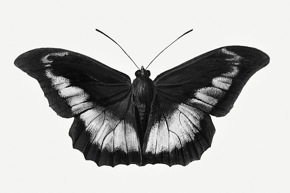 Monotone vintage butterfly illustration