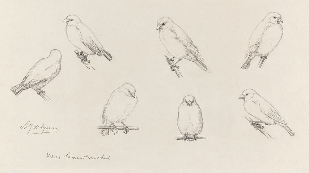 The canaries sketch by Julie de Graag (1877-1924). Original from The Rijksmuseum. Digitally enhanced by rawpixel.