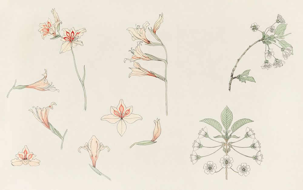 Study sheet with gladiolus and apple blossom (1899) by Julie de Graag (1877-1924). Original from The Rijksmuseum. Digitally…