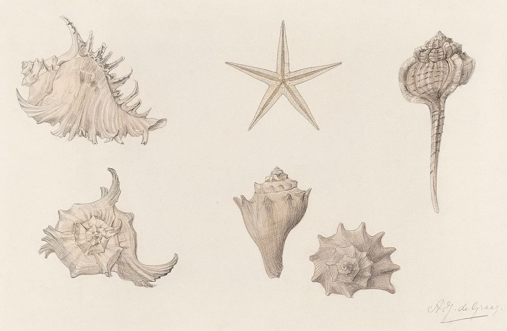 Shells by Julie de Graag (1877-1924). Original from The Rijksmuseum. Digitally enhanced by rawpixel.