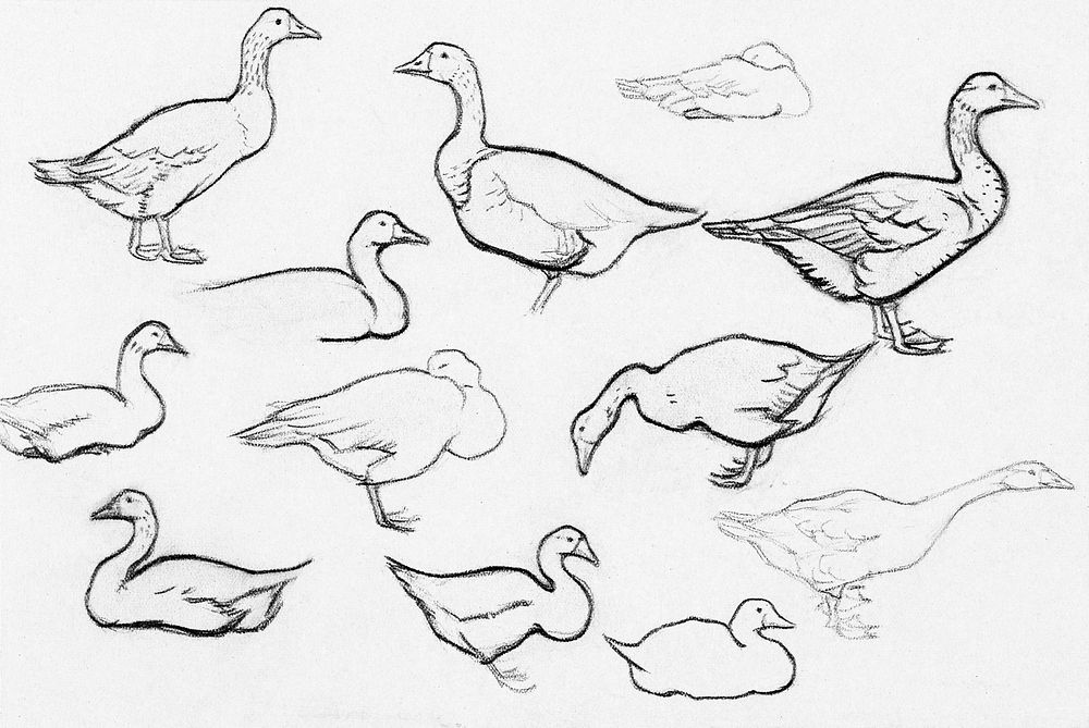 Study sketch of geese by Julie de Graag (1877-1924). Original from The Rijksmuseum. Digitally enhanced by rawpixel.