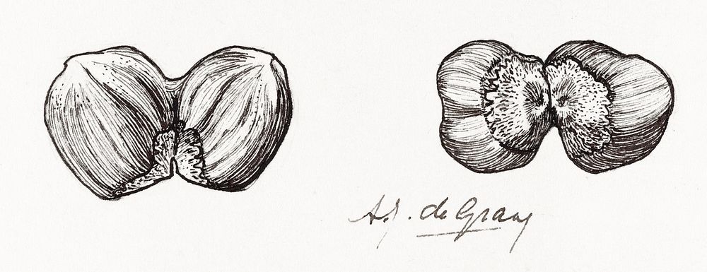 Two hazelnuts sketches by Julie de Graag (1877-1924). Original from The Rijksmuseum. Digitally enhanced by rawpixel.