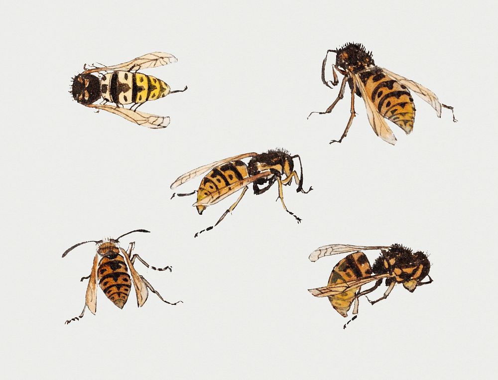 Vintage Illustration of Studies of wasps.