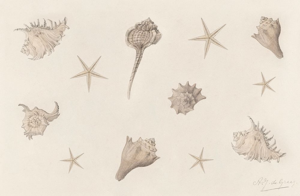 Vintage Illustration of Shells.