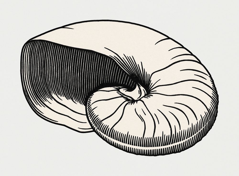 Vintage Illustration of Shell.