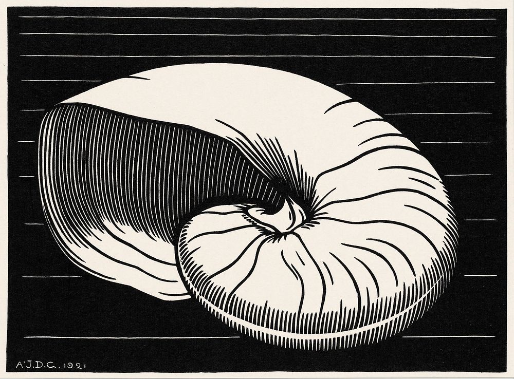Shell (1921) by Julie de Graag (1877-1924). Original from The Rijksmuseum. Digitally enhanced by rawpixel.