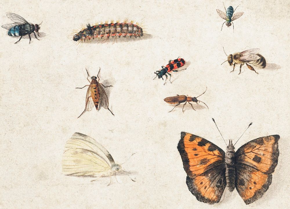 Sheet of Studies of Nine Insects (1660&ndash;1665) by Jan van Kessel. Original from The Rijksmuseum. Digitally enhanced by…