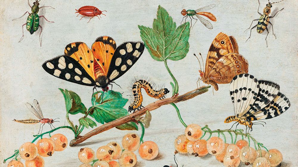 Vintage butterfly desktop wallpaper, Insects and Fruits by Jan van Kessel