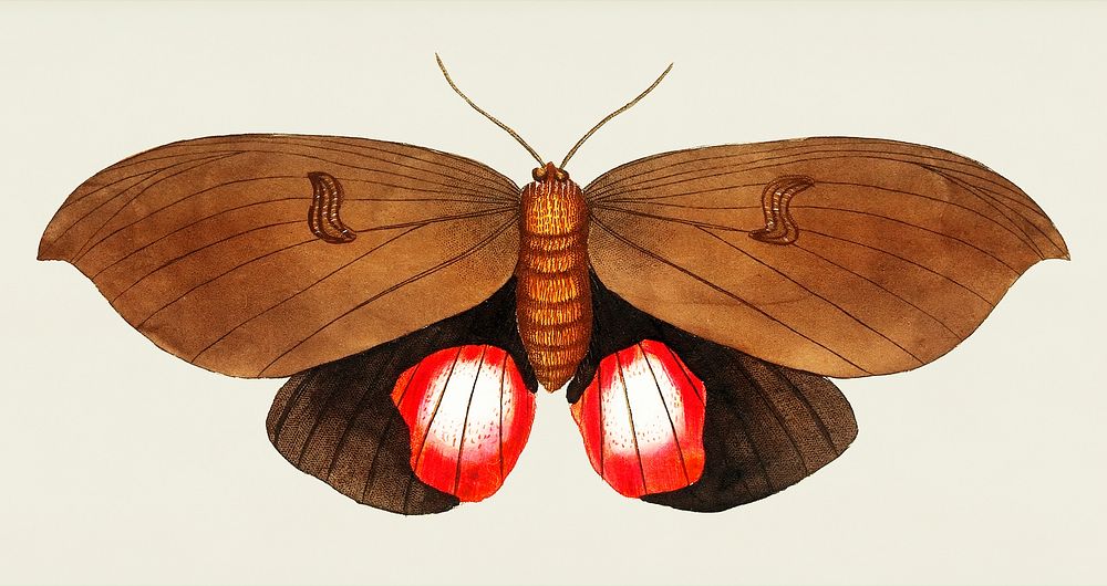 Augusta Moth illustration from The Naturalist's Miscellany (1789-1813) by George Shaw (1751-1813)