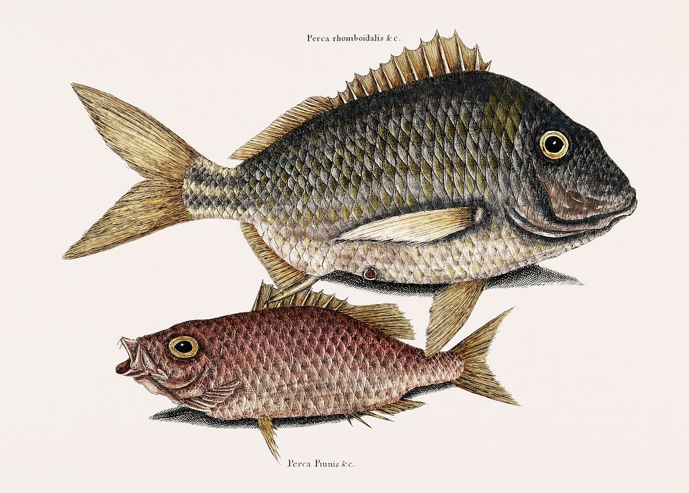 Vintage illustration of Pork Fish (Perca romboidalis) Schoolmaster fish (Perca pinnis)