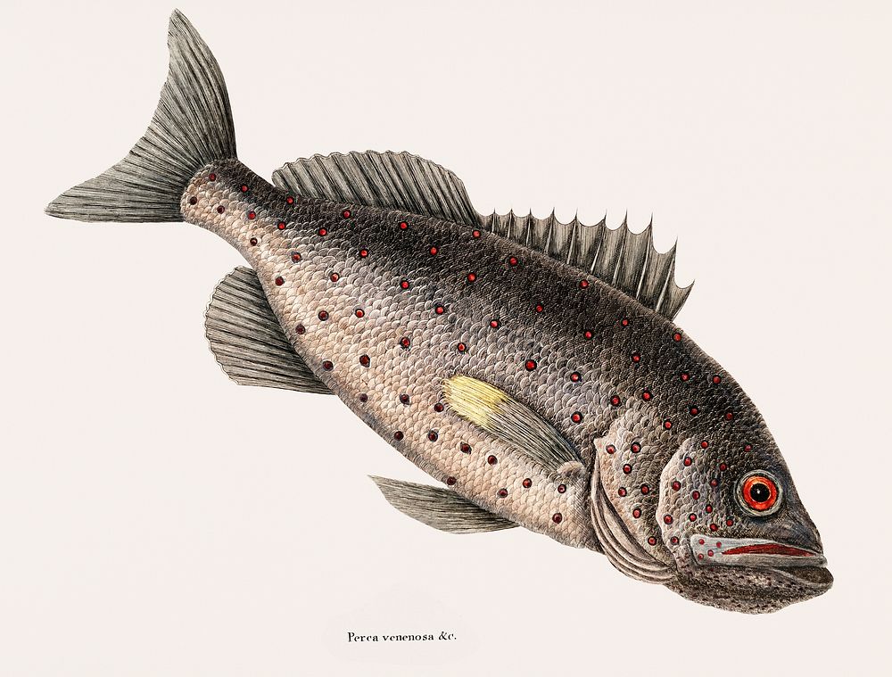 Vintage illustration of Rockfish (Perca venenosa)