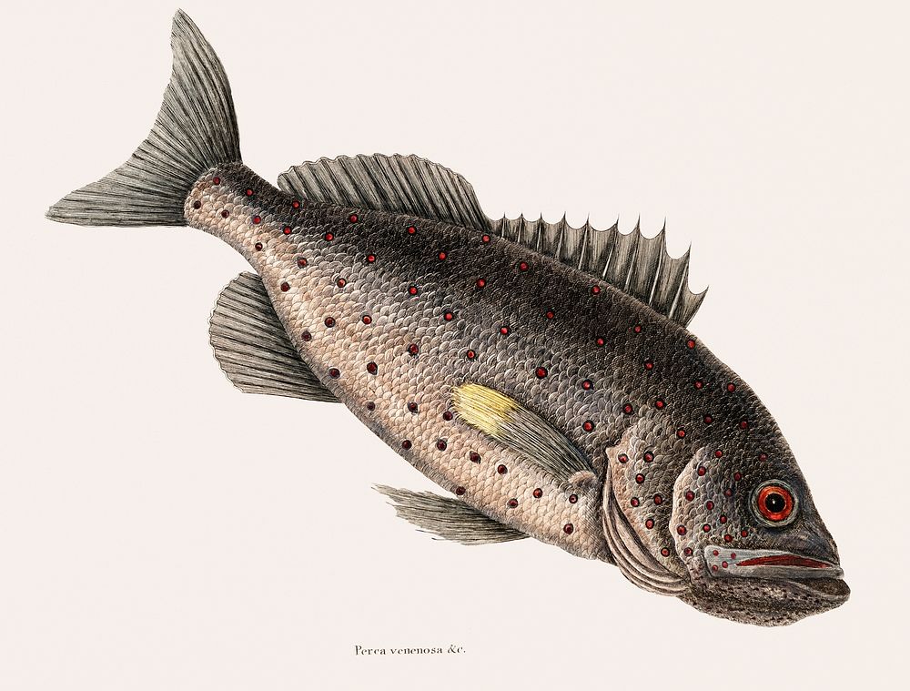 Rockfish (Perca venenosa) from The natural history of Carolina, Florida, and the Bahama Islands (1754) by Mark Catesby (1683…