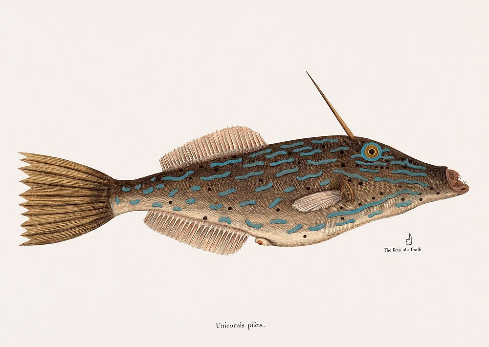 Vintage illustration of Bahama Unicorn Fish (Unicornis, Piscis Bahamensis)