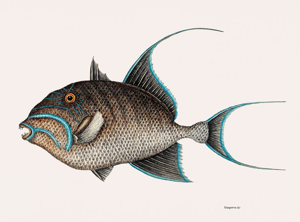 Vintage illustration of Old Wife Fish (Guaperva Maxima Caudata)