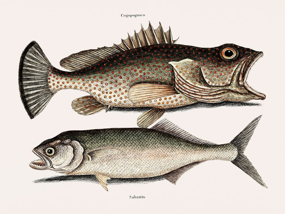 Vintage illustration of Hind fish (Cugupuguaca Brasil) Skipjack (Saltatrix) from The natural history of Carolina, Florida…